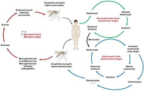 Combating Malaria with Vaccines: Insights from the One Health Framework