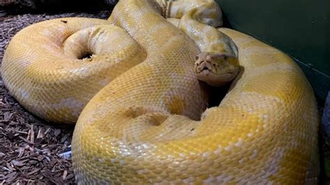 Image result for 12 Foot Python