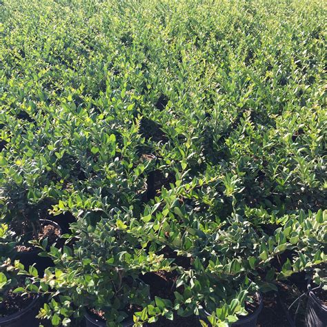 Waxleaf Privet for Sale | Ligustrum japonicum 'Texanum' - Yardwork