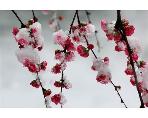梅花的花语是什么？梅花的寓意和象征-花卉百科-中国花木网
