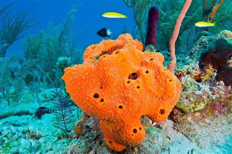 Sea Sponge Facts | Types of Sponges | DK Find Out