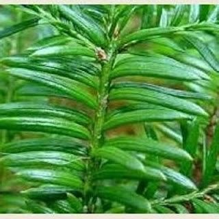 थुनेर (Yew)