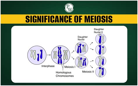 Significance Of Meiosis, Definition, Features And More
