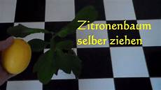 walnussbaum selber pflanzen zitronenbaum selber ziehen z 252 chten pflanzen so wirds walnussbaum selber pflanzen zitronenbaum selber ziehen z 252 chten pflanzen so wirds