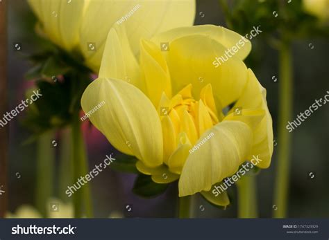 Japanese National Flower Chrysanthemum