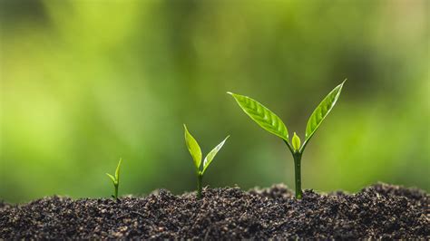 Image result for Plant 3D Python Script