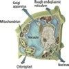 draw a neat diagram of axial placentation in plants and label the ...