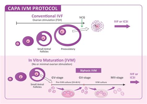 New Drug-Free In Vitro Fertilisation (IVF) Treatment CAPA-IVM| Oasis Fertility