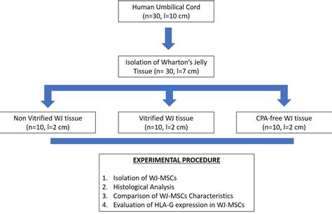 Evaluation of HLA-G Expression in Multipotent Mesenchymal Stromal Cells ...