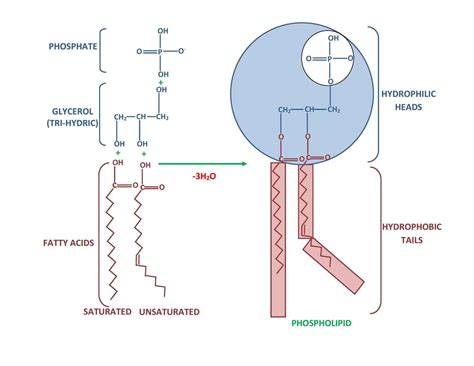 Head Of A Phospholipid