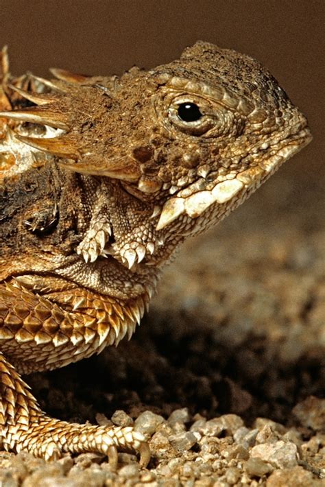 Desert Horned Lizard Predators