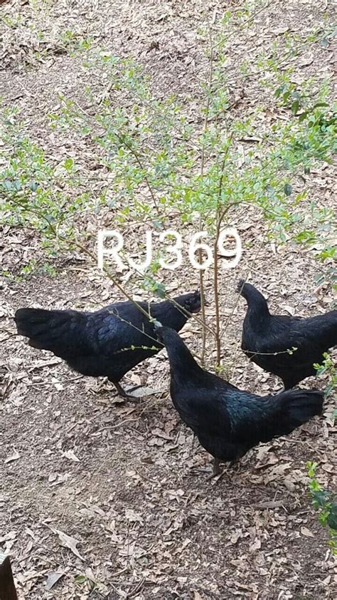 Buy 6 Ayam Cemani Pure Breed Hatching Eggs. Totally Black Rare Exotic ...