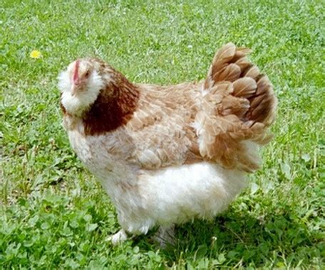 Sonstige Nutztiere Kleinanzeigen