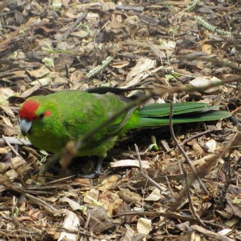 Rose Ring Neck Parrot