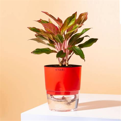 KYARI Aglaonema Lipstick Indoor Plants for Living Room | Live Plants ...
