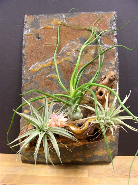 Hanging Air Plant Slate