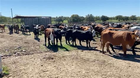 Image result for ranching