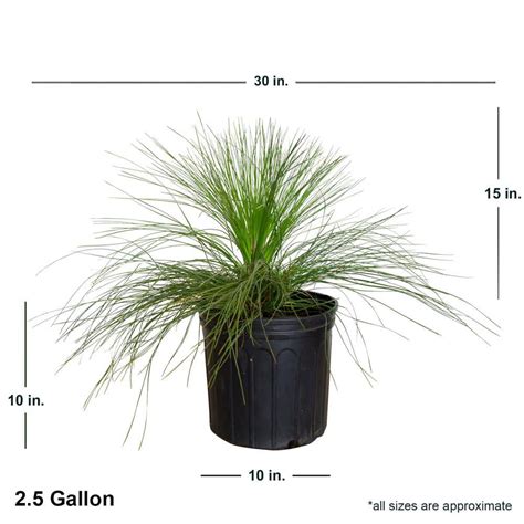 Buy 2.5 Gal - Longleaf Pine Evergreen Tree Online at Lowest Price in ...