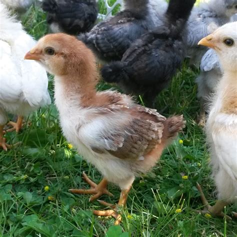 Russian Orloffs | Page 297 | BackYard Chickens - Learn How to Raise ...