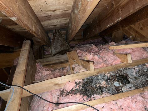 How to clean bat guano from attics – Solve The Issue News