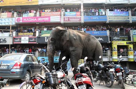 The Elephant That Was Rampaging Through Darjeeling Has Finally Been Caught