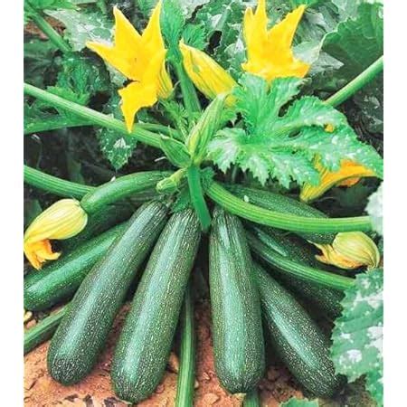 Golden Hills Farm Vegetable Seeds DRUMSTICK/SAJNA - Moringa oleifera 50 ...