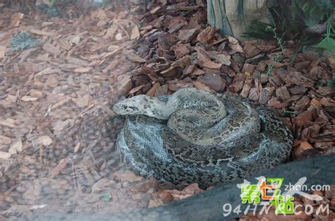 香港多处发现蛇踪迹 逾120岁百斤巨蟒被活擒(图)-搜狐滚动