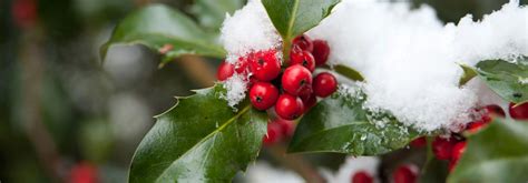 How plants help us celebrate | Kew