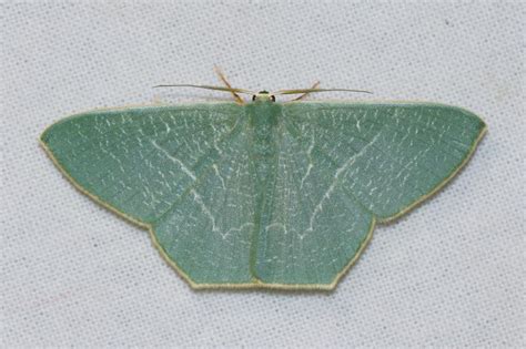 Pelagodes-Thalassodes spp. | Moths
