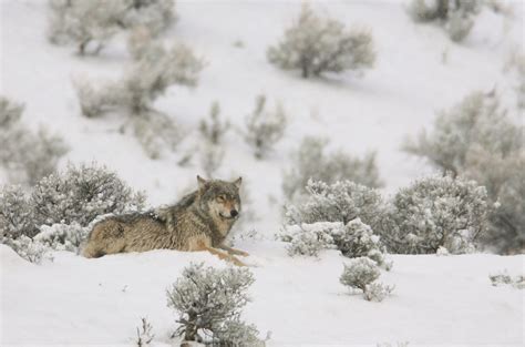 Image result for Yellowstone Park Wolves