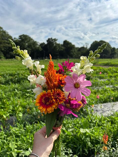 Pick Your Own Flowers [08/22/25]