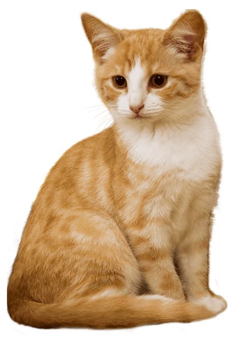 Image result for Cat Delete O2 Sensor