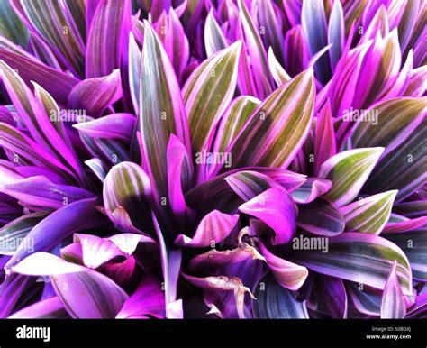 purple leaves if tropical tradescantia plant in Hawaii Stock Photo - Alamy