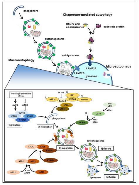 Assessing Autophagy in Archived Tissue or How to Capture Autophagic ...