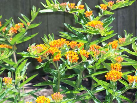 Deer Resistant Plants For Hanging Baskets at Maddison Westacott blog