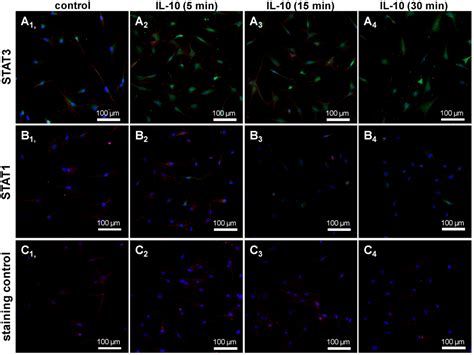 IJMS | Special Issue : The Chondrocyte Phenotype in Cartilage Biology