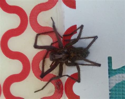 Eratigena duellica (Giant House Spider) in Eugene, Oregon United States