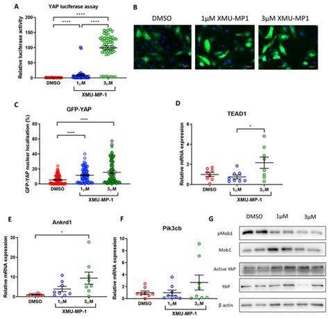 Genetic and Pharmacological YAP Activation Induces Proliferation and ...