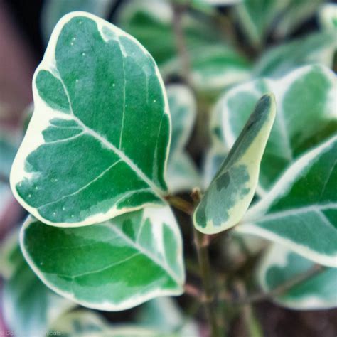 Image result for Ficus Triangularis Variegata