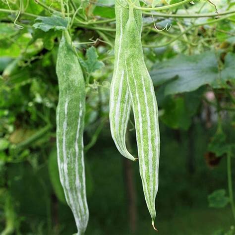 EVERSEED SNAKE GOURD VEGETABLE CHICHINDA Seed Price in India - Buy ...