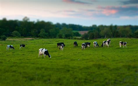 2K Wallpaper: Dairy Cow Grazing on Lush Green Field at Sunset