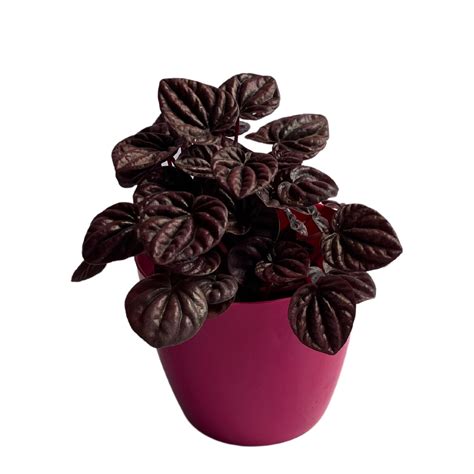 Indoor Plant Growing Peperomia Carperata Emerald Ripple Red Hanging Po ...