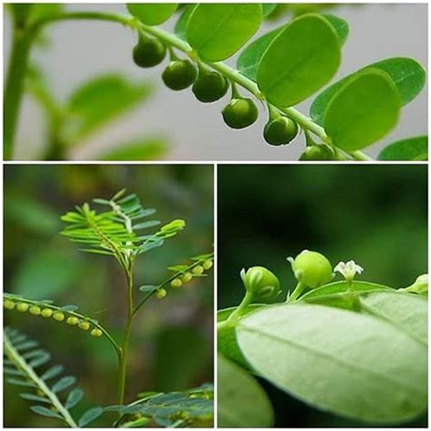 Bhumi Amla Ayurvedic Medicinal Plants : Amazon.in: Garden & Outdoors