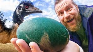 Our emus finally laid eggs after 4 years