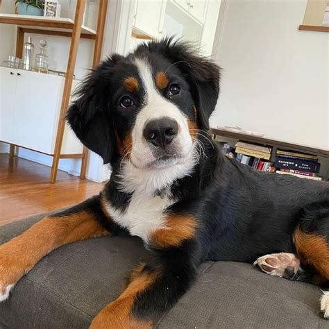 A Guide On The Australian Shepherd Bernese Mountain Dog Mix
