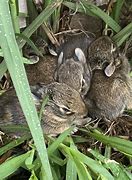 Image result for bunnies sleeping
