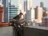 pokemon fire red best strategy catching the legendary birds News and ...