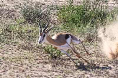 Image result for Cheetah Springbok