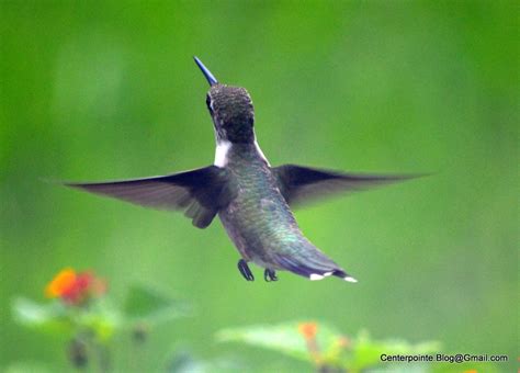 Image result for Hummingbird Humming