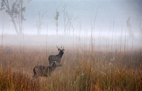 Genus Rusa — Coke Smith Wildlife - genus of deer